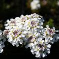 Iberis saxatilis 'Fr�hlingsgruss'
