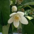 Ichang Papeda, Citrus ichangensis, Bl�te