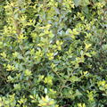Buchsbl�ttriger Ilex