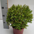 Japanische Stechpalme 'Glorie Dwarf'