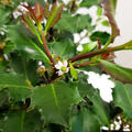 Ilex mes. Blue Angel