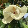 Immergr�ne Magnolie 'Goliath', Magnolia grandiflora 'Goliath'
