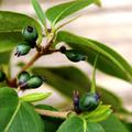 Immergr�nes Geissblatt (Lonicera henryi)