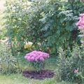 Indianernessel 'Pr�rienacht' , Monarda fistulosa 'Pr�rienacht'