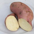 S�sskartoffel, Ipomoea batatas, Thanksgiver Yellow, IPO 2227-361