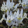 Zwergiris 'Katharine Hodgkin' (Iris 'Katharine Hodgkin')