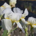 Iris x barbata Lugano, Staude, P�ppel