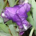 Iris x barbata -  elatior 'Black Knight'