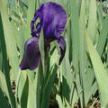 Iris x barbata - elatior 'Eleanor Roosevelt' 
