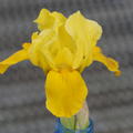 Iris x barbata - nana 'Gleaming Gold'