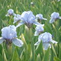 Iris x barbata-nana 'Blue Denim', Bartiris 'Blue Denim'