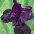 Iris x barbata elatior 'Black Dragon'
