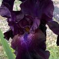 Iris x barbata elatior 'Superstition', Iris x barbata elatior 'Superstition'