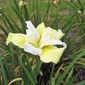 Iris sibirica 'Welfenf�rstin'