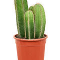 Isolatocereus dumortieri, Verzweigt, im 21cm Topf, H�he 40cm, Breite 25cm