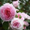 Rose 'James Galway�'
