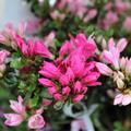 Japanische Azalee 'Kermesina Ros�' Bl�ten
