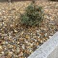 Japanische Lavendelheide 'Little Heath', Pieris japonica 'Little Heath'