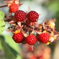 reife, rote Fr�chte