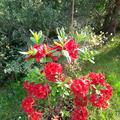 Japanische Azalee 'Satschiko', Rhododendron obtusum 'Satschiko'
