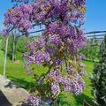 Japanischer Blauregen 'Violacea Plena', Wisteria floribunda 'Violacea Plena'