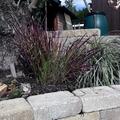 Imperata cylindrica 'Red Baron', Japanisches Blutgras 'Red Baron', Ziergras