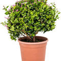 Jasminum officinale, Busch, im 28cm Topf, H�he 65cm, Breite 40cm