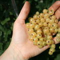 Lubera� Ribest� Blanchette�