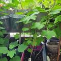 Johannisbeere Ribest� Blanchette�, Ribes rubrum
