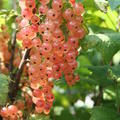 Johannisbeere Rosa Sport�