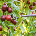 Jujube Xian Beauty, Chinesische Dattel, Ziziphus jujuba
