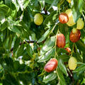 Jujube ZigZag, Chinesische Dattel, Ziziphus jujuba, korr