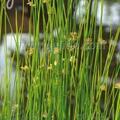 Juncus effusus, Staude, P�ppel