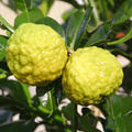 Kaffirlimette (Citrus hystrix)