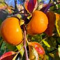 Kaki 'Early Fuyu', Diospyrus kaki