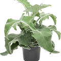 Kalanchoe beharensis, Busch, im 19cm Topf, H�he 50cm, Breite 45cm