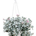 Kalanchoe pumila, Ampel, im 17cm Topf, H�he 40cm, Breite 25cm