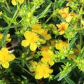 Hypericum kalmianum Gemo Kanadisches Johanniskraut