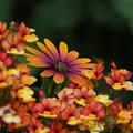 Kapk�rbchen, Kapmargerite Orange (8er Set), Osteospermum ecklonis