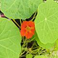 Kapuziner hohe Bio, Tropaeolum majus 