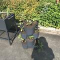 Kartoffel Revoluzzer� 'Simsalata'�, Solanum tuberosum 'Simsalata'