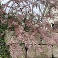 Kaspische Tamariske 'Pink Cascade', Tamarix ramosissima 'Pink Cascade '