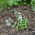 Katzenminze 'Snowflake', Nepeta x faassenii 'Snowflake'
