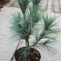 Kleine Tr�nenkiefer 'Densa Hill'