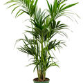 Kentia (Howea) forsteriana, Tuff extra 4/5pp, im 22cm Topf, H�he 140cm, Breite 70cm