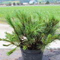 Pinus mugo Pumilio