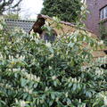 Weis bl�hende Hecke 