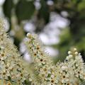 Bl�te  Caucasica Novita