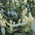 Kirschlorbeer 'Rotundifolia' bl�ht weiss