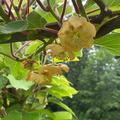 Kiwibl�te, Kiwi Solissimo� Renact